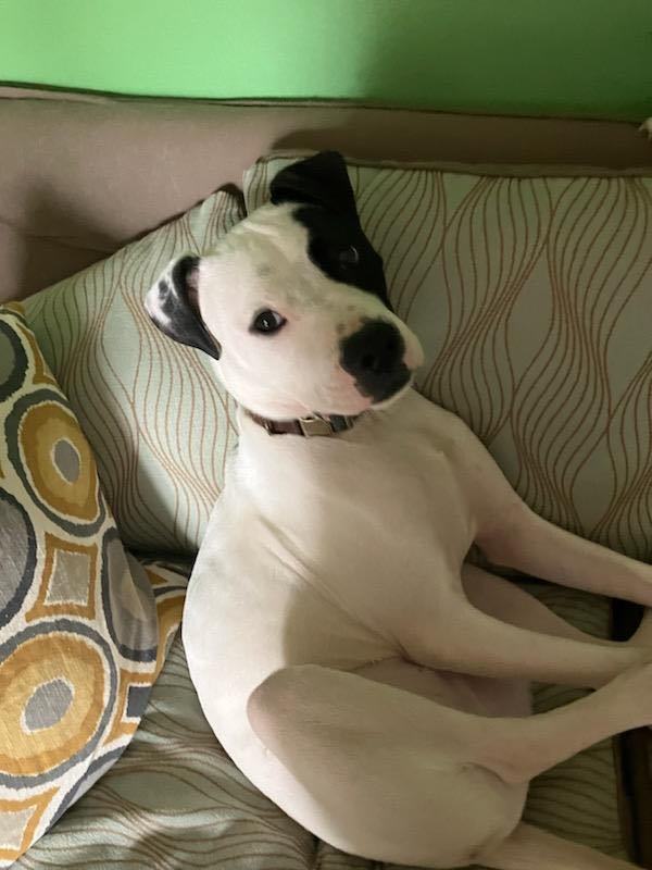 Enlarge Mickey, a Adoptable Pit Bull Terrier in Longview, WA image 3/4