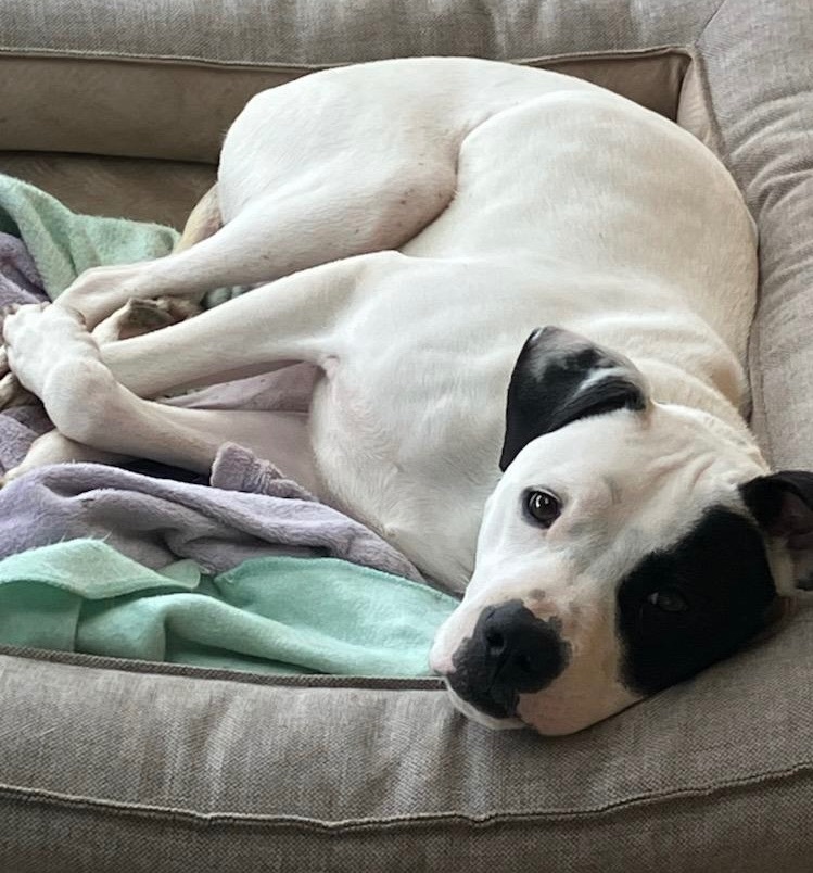 Enlarge Mickey, a Adoptable Pit Bull Terrier in Longview, WA image 4/4