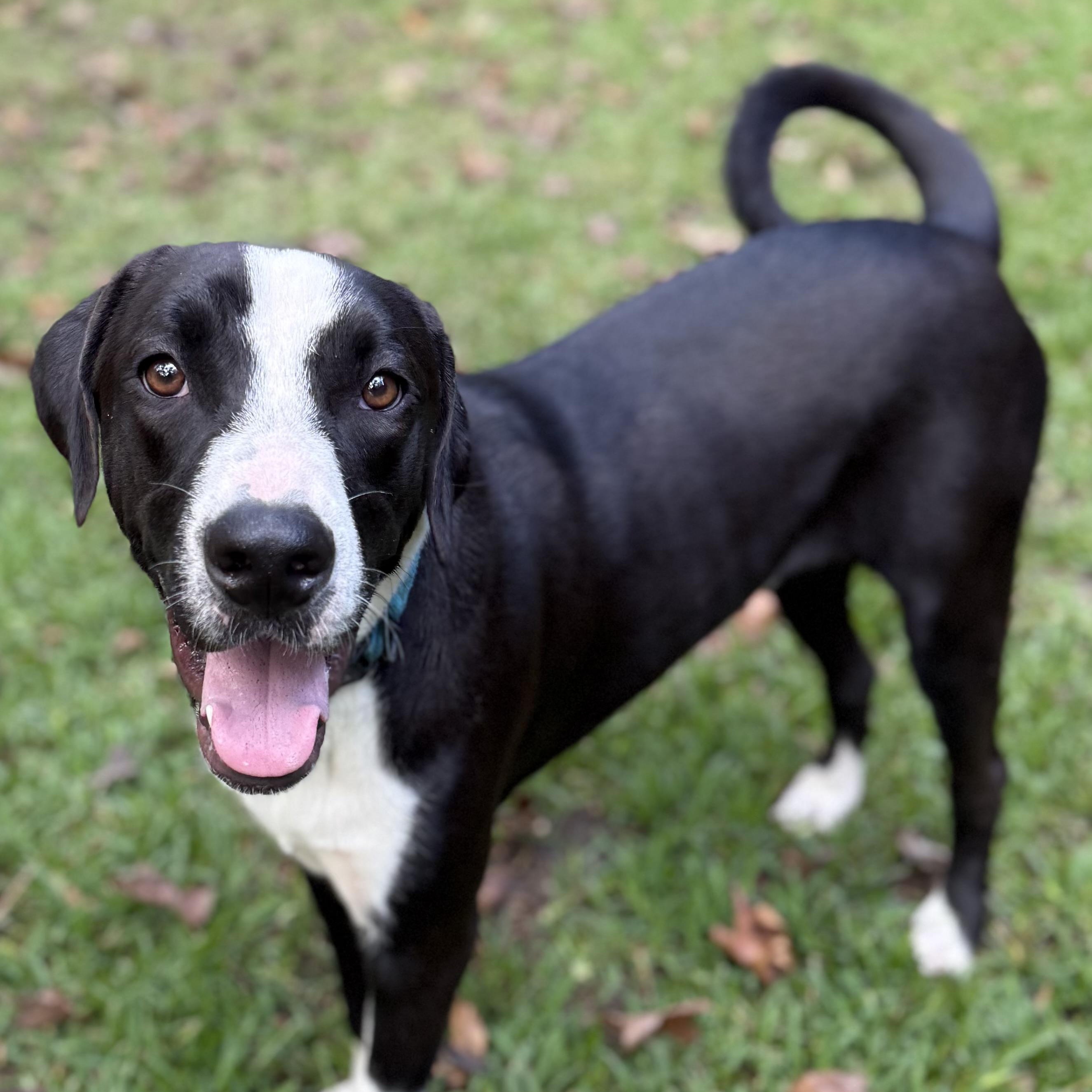 Opie, Adoptable, Young Male Pointer & Pit Bull Terrier.