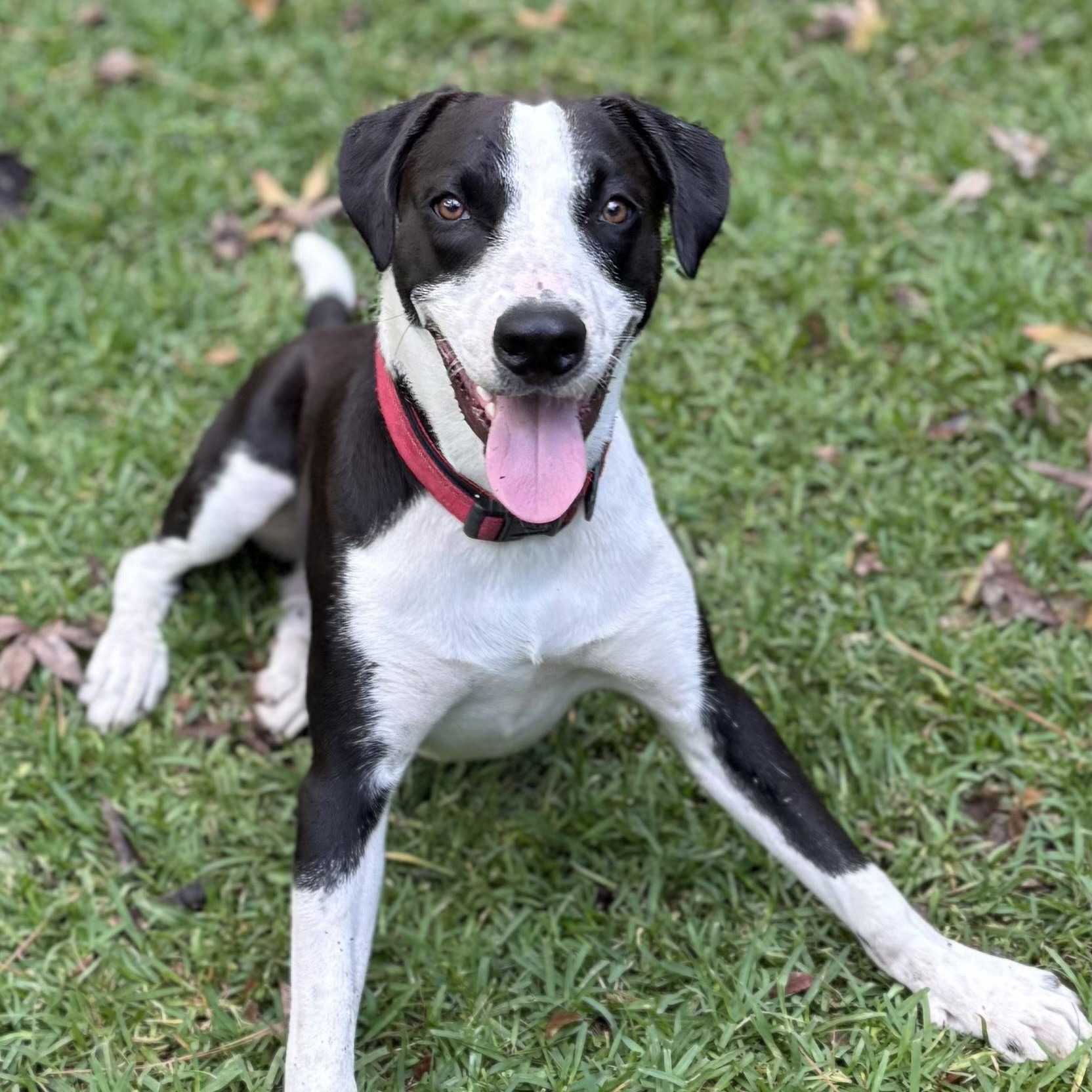 Opie, a Adoptable mixed breed in Houston, TX image 5/5