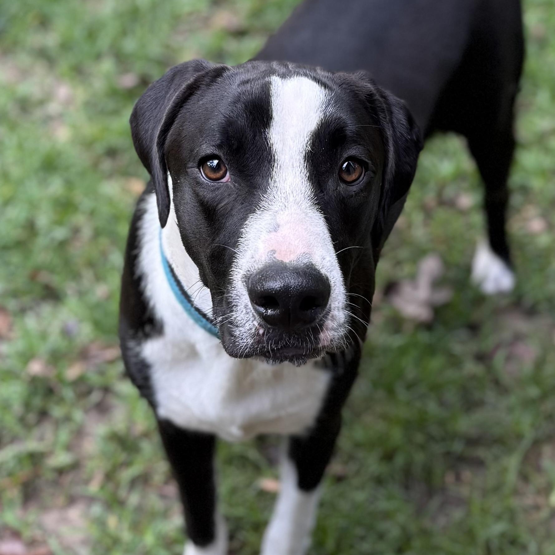 Opie, a Adoptable mixed breed in Houston, TX image 4/5