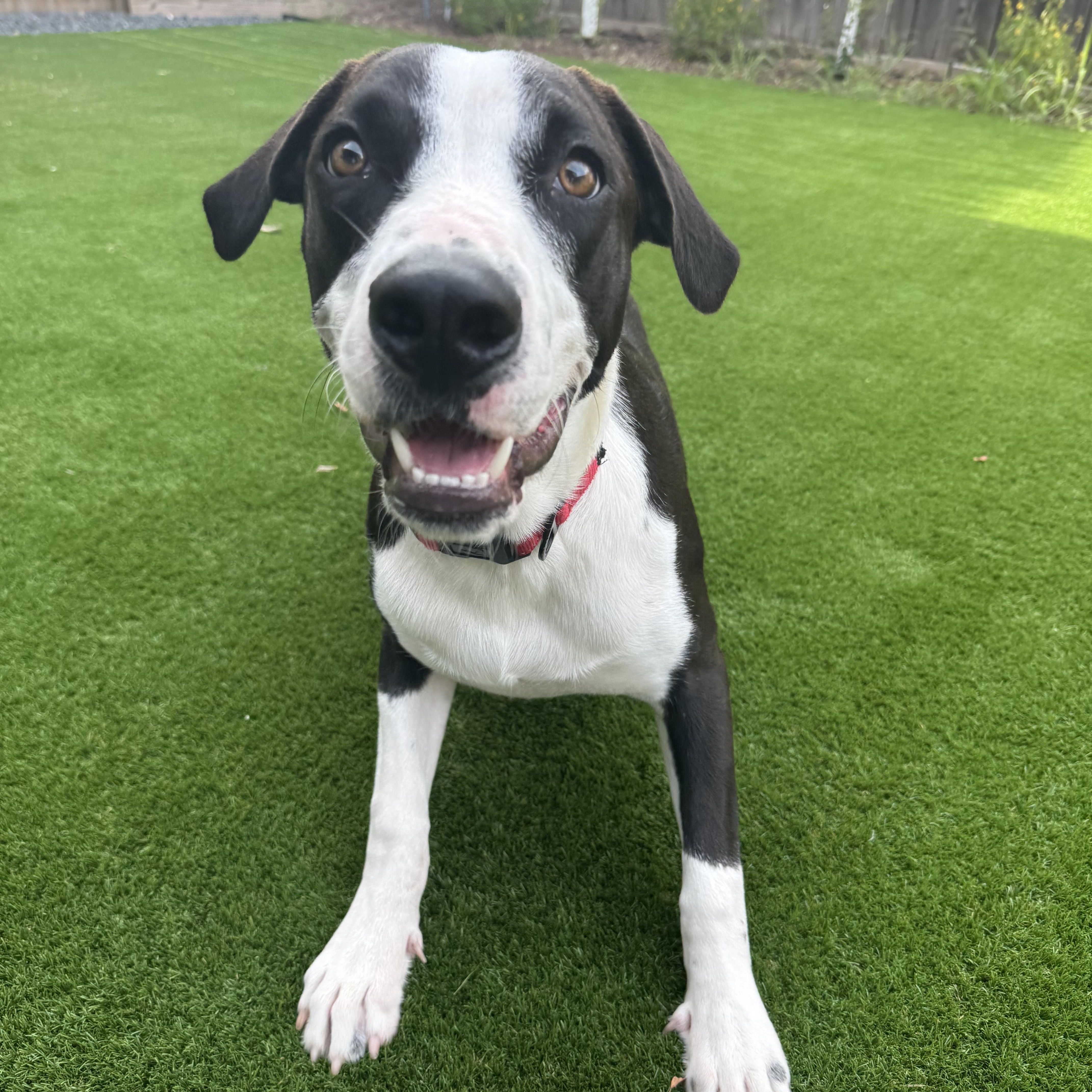 Opie, a Adoptable mixed breed in Houston, TX image 2/5