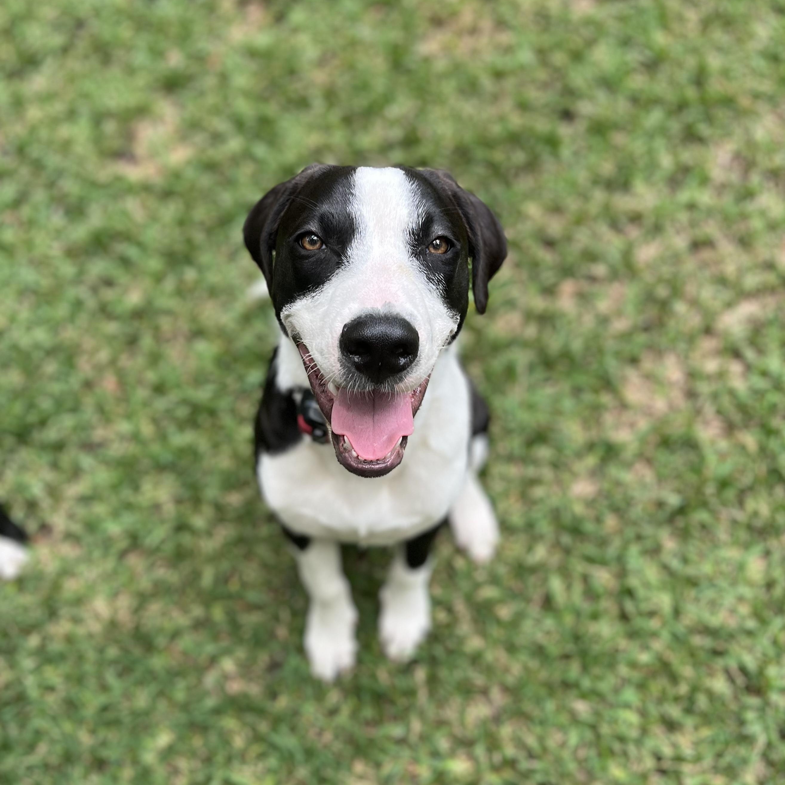 Opie