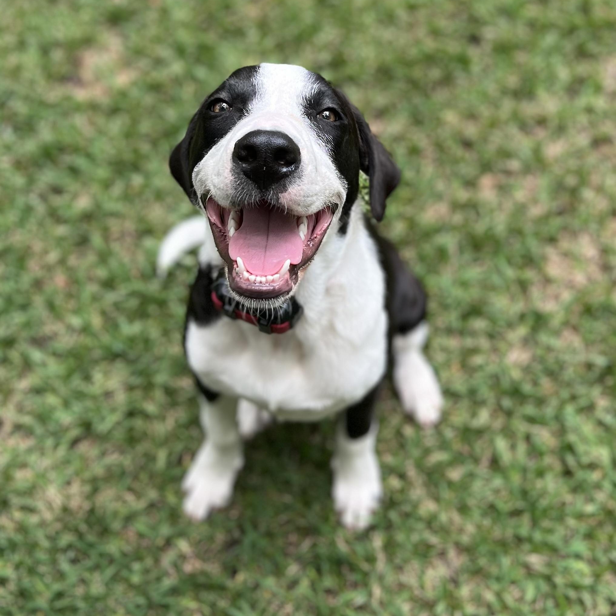 Opie, a Adoptable mixed breed in Houston, TX image 3/5