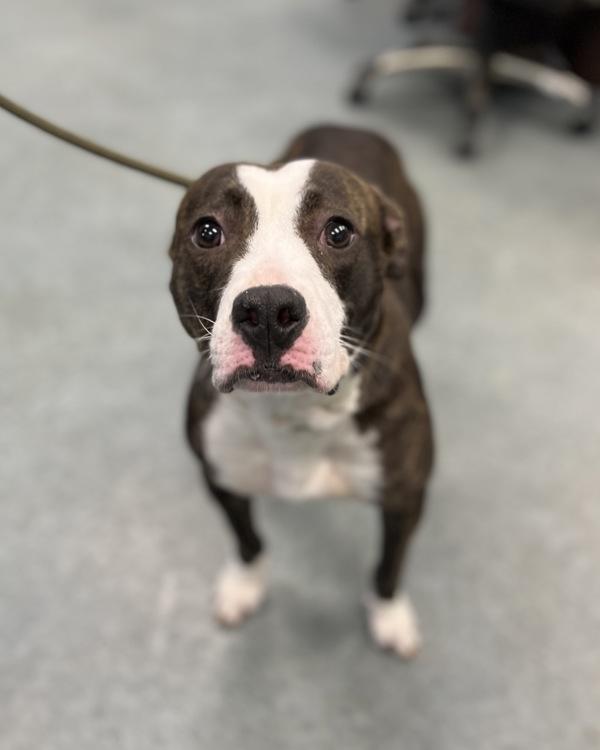 Brooks, Adoptable, Young Female Pit Bull Terrier.