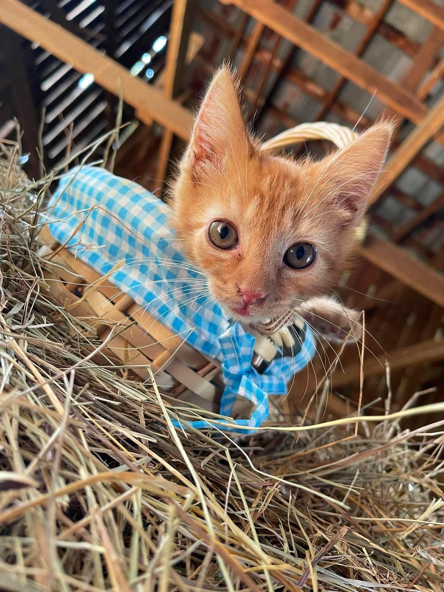 Churro, Adoptable, Kitten Male American Shorthair.