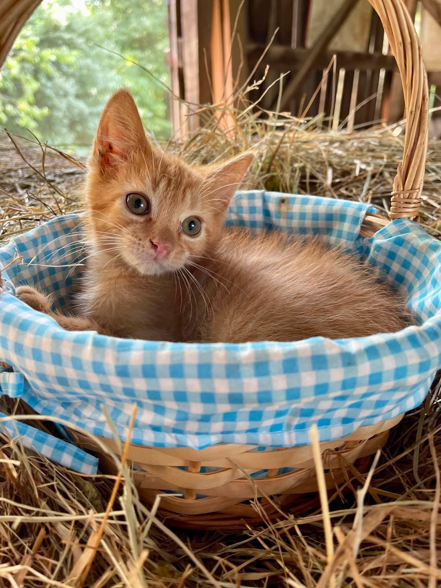 Enlarge Churro, a Adoptable American Shorthair in Richmond, KY image 2/4