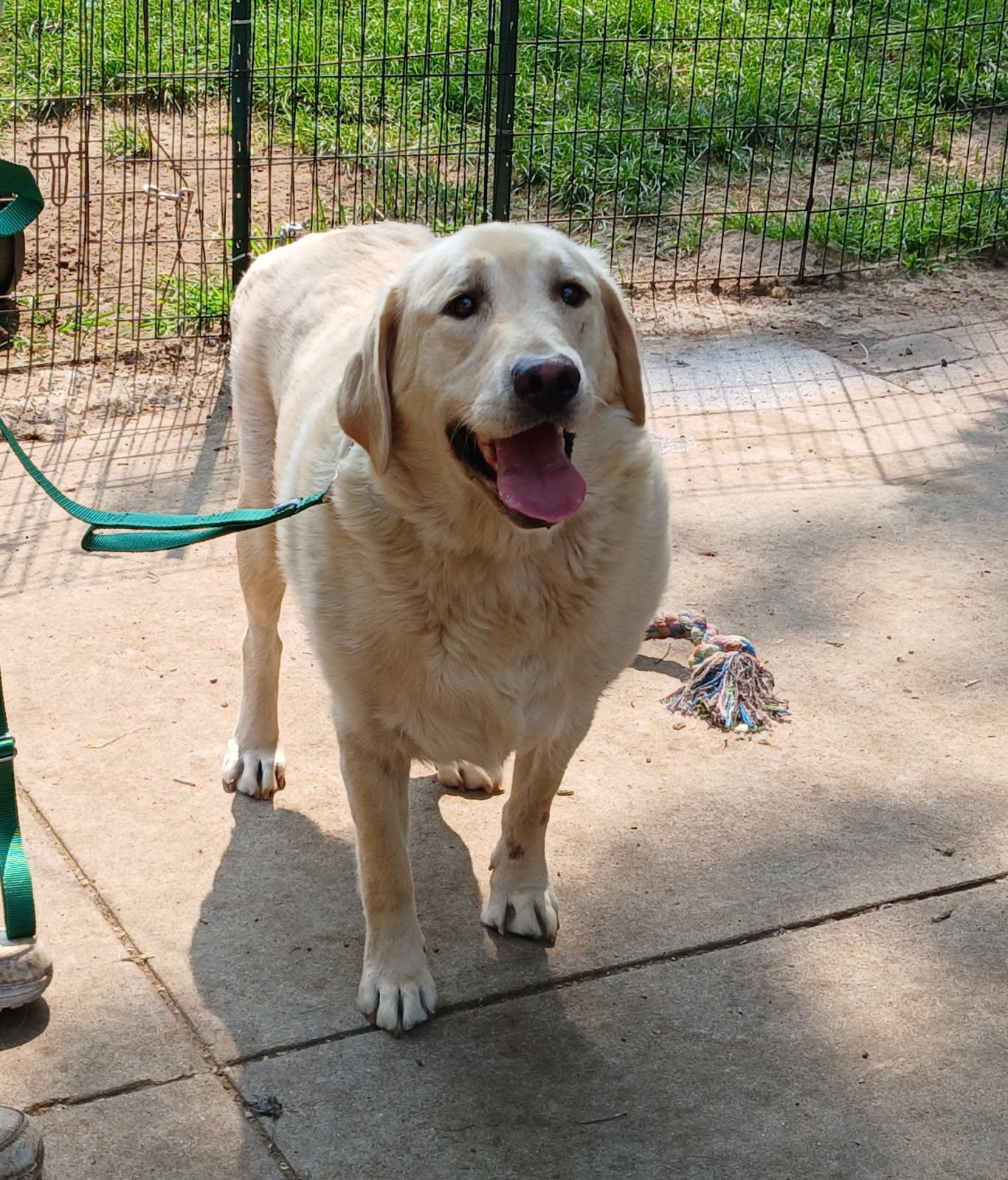 Joey, a Adoptable Labrador Retriever in Waterville, OH image 2/2
