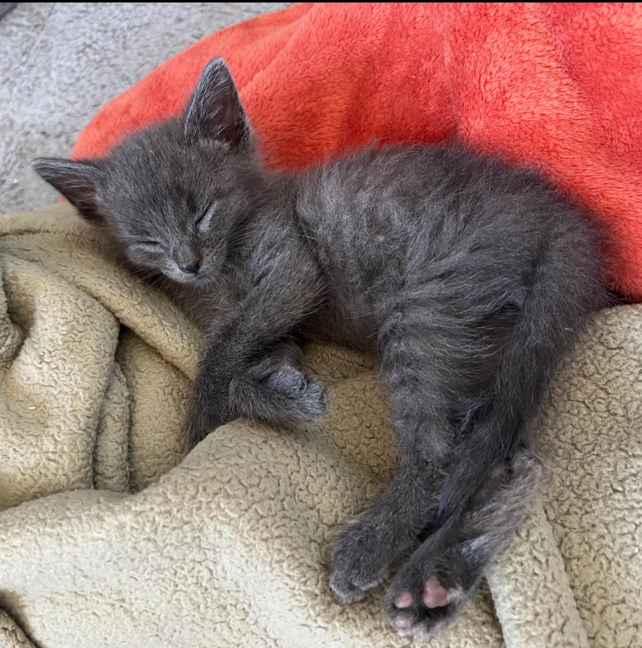 Sir Ozzie, a Adopted mixed breed in Lockport, IL image 2/2