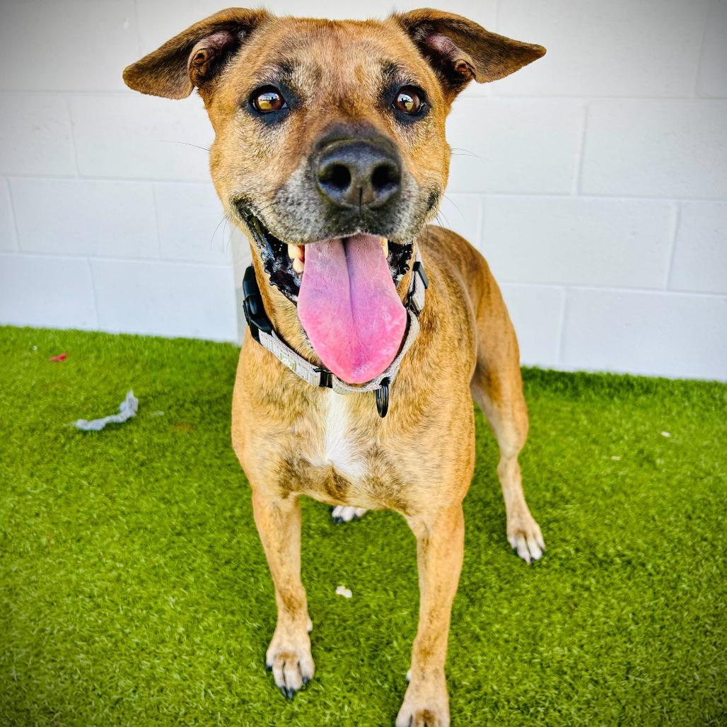 willow, Adoptable, Adult Female Mixed Breed.