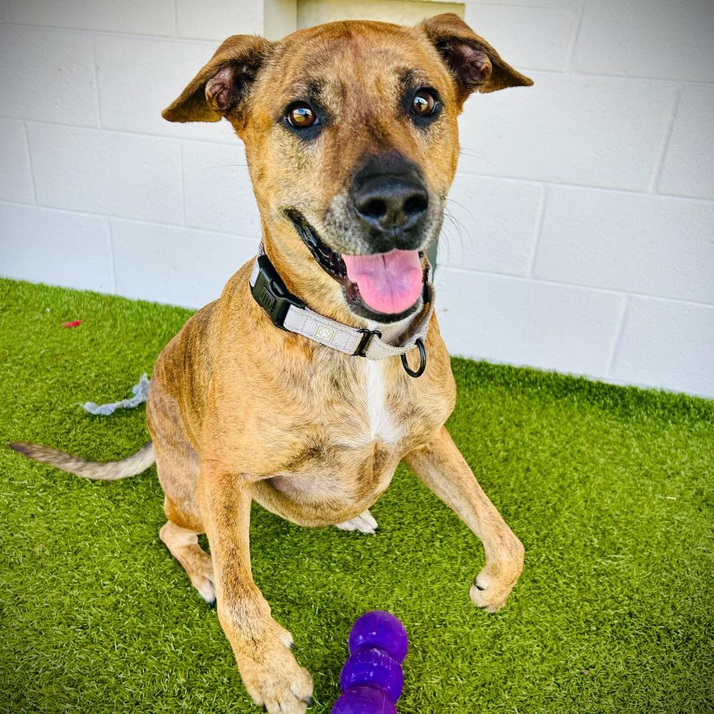 Enlarge willow, a Adoptable Mixed Breed in Englewood, FL image 2/4