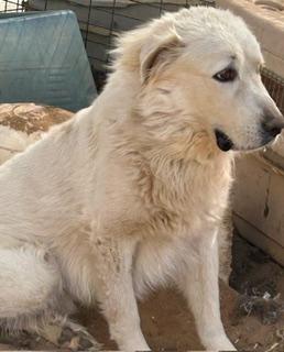 WAFFLES, Adoptable, Adult Male Great Pyrenees.