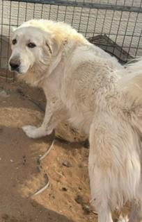 WAFFLES, Adoptable, Adult Male Great Pyrenees.