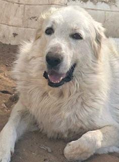 Enlarge WAFFLES, a Adoptable Great Pyrenees in Norco, CA image 3/3