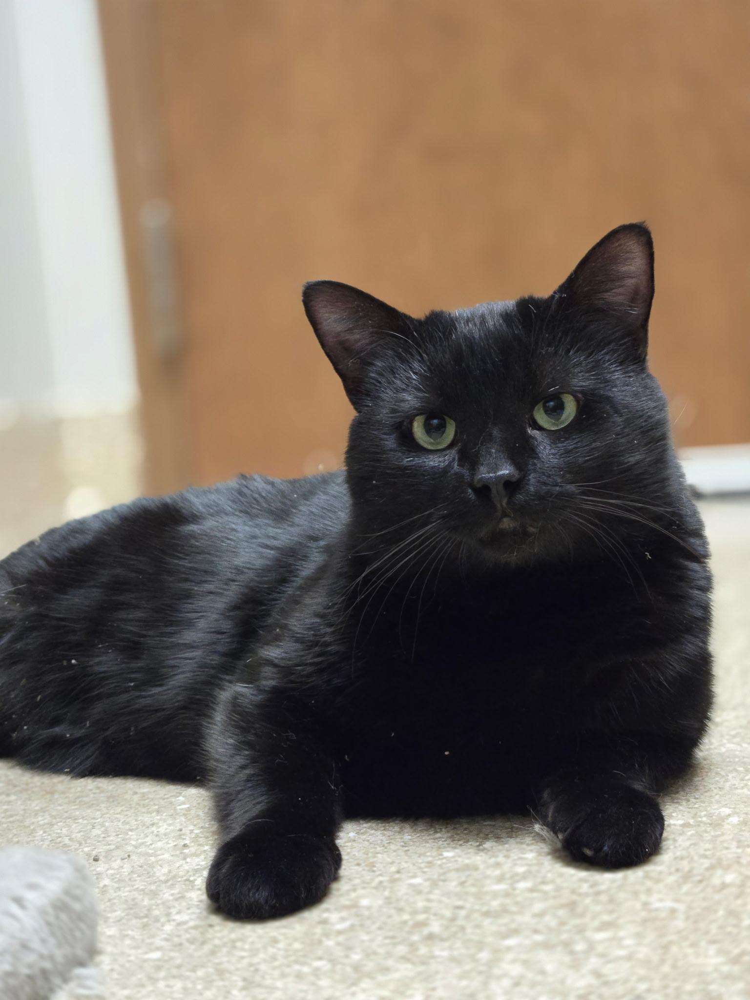 Ozzy, Adoptable, Adult Male Domestic Short Hair.