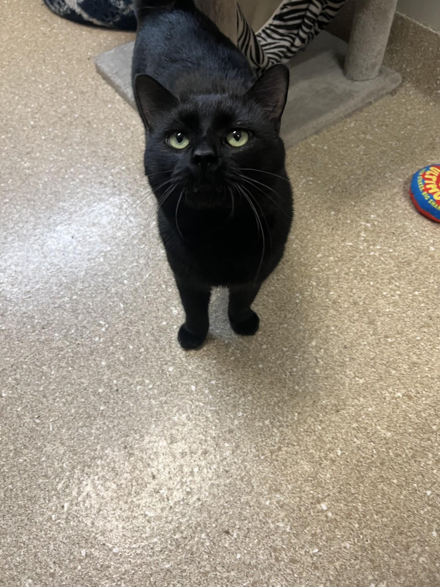 Enlarge Ozzy, a Adoptable Domestic Short Hair in Yorkville, IL image 2/3