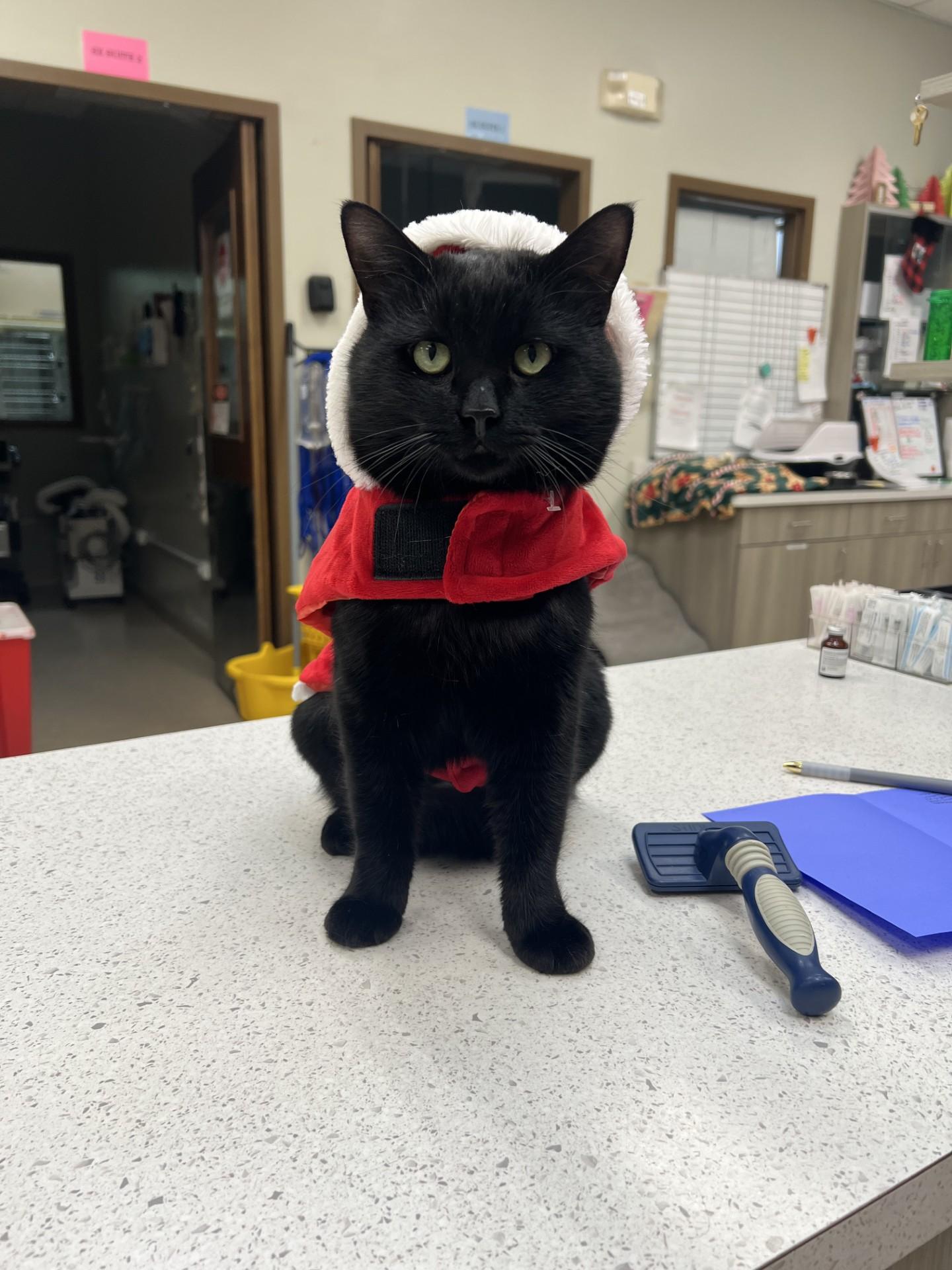 Enlarge Ozzy, a Adoptable Domestic Short Hair in Yorkville, IL image 3/3