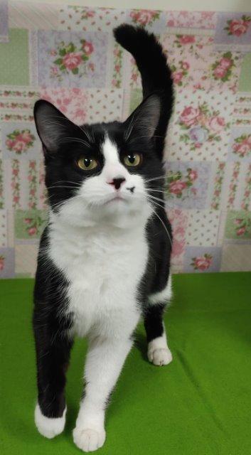 Enlarge Marius (Tom), a Adopted mixed breed in Bemidji, MN image 1/1