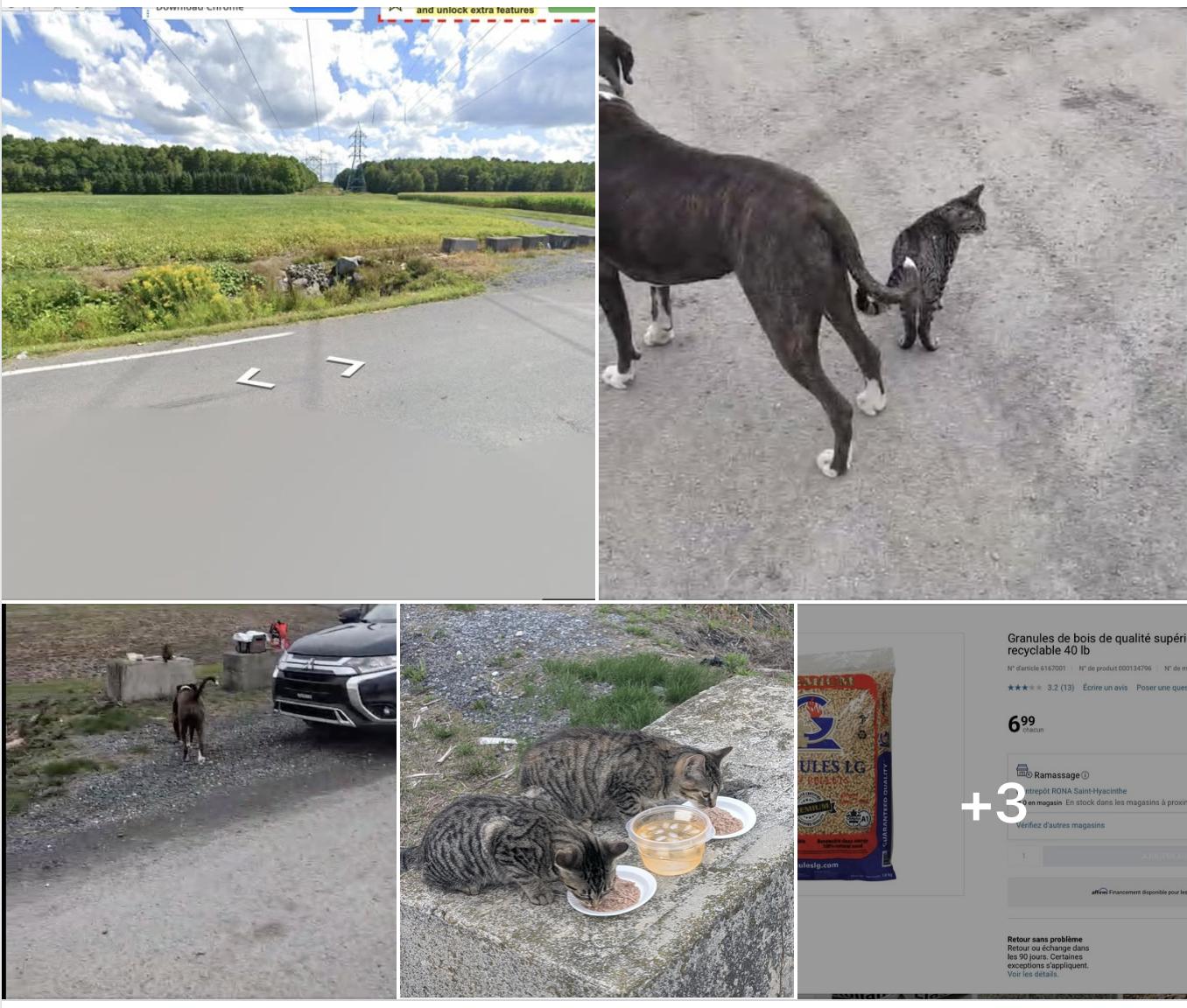 Minnie & MIckey, a ADOPTABLE mixed breed in St-Valerien, QC image 5/5