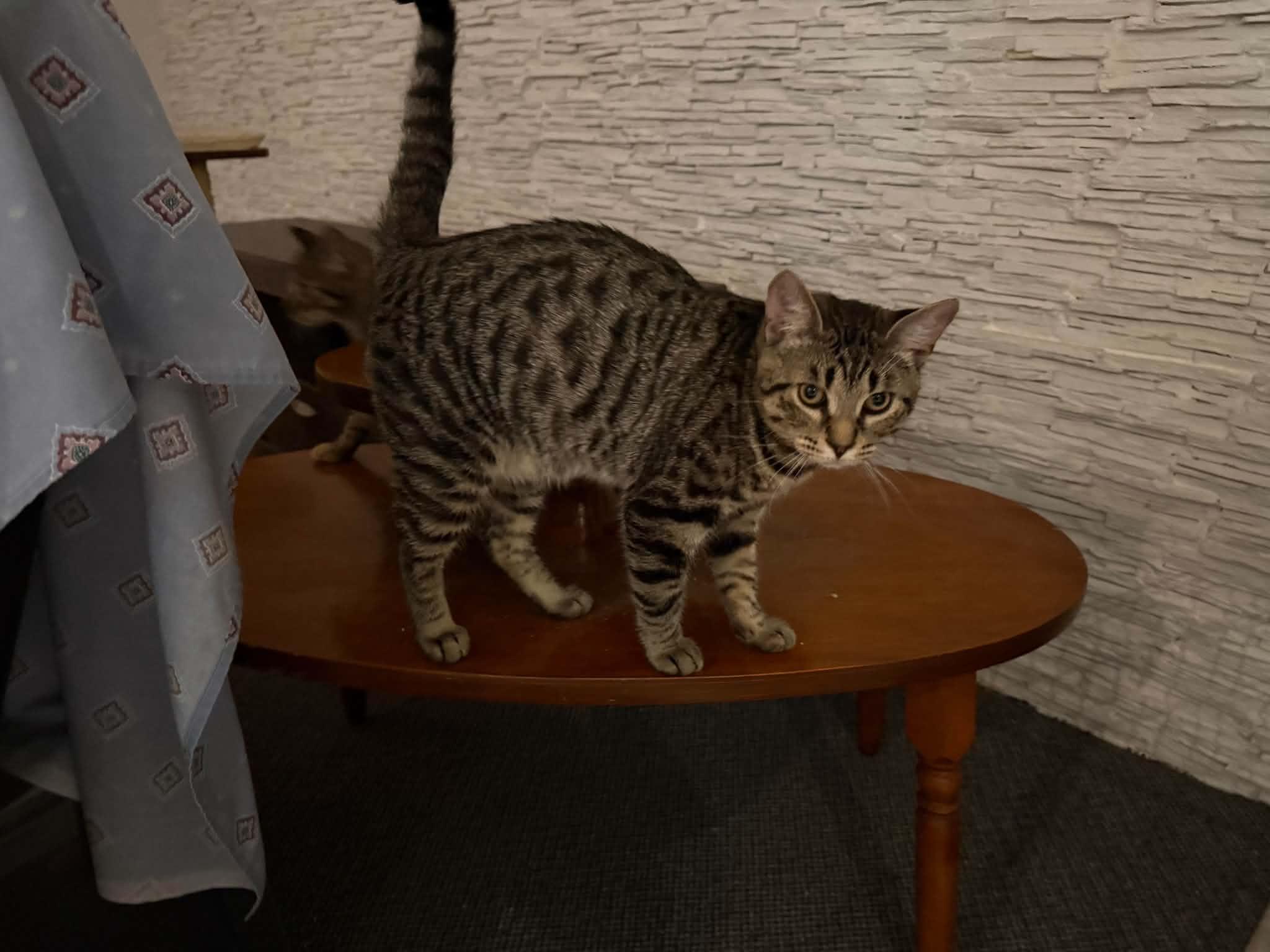Minnie & MIckey, a ADOPTABLE mixed breed in St-Valerien, QC image 2/5
