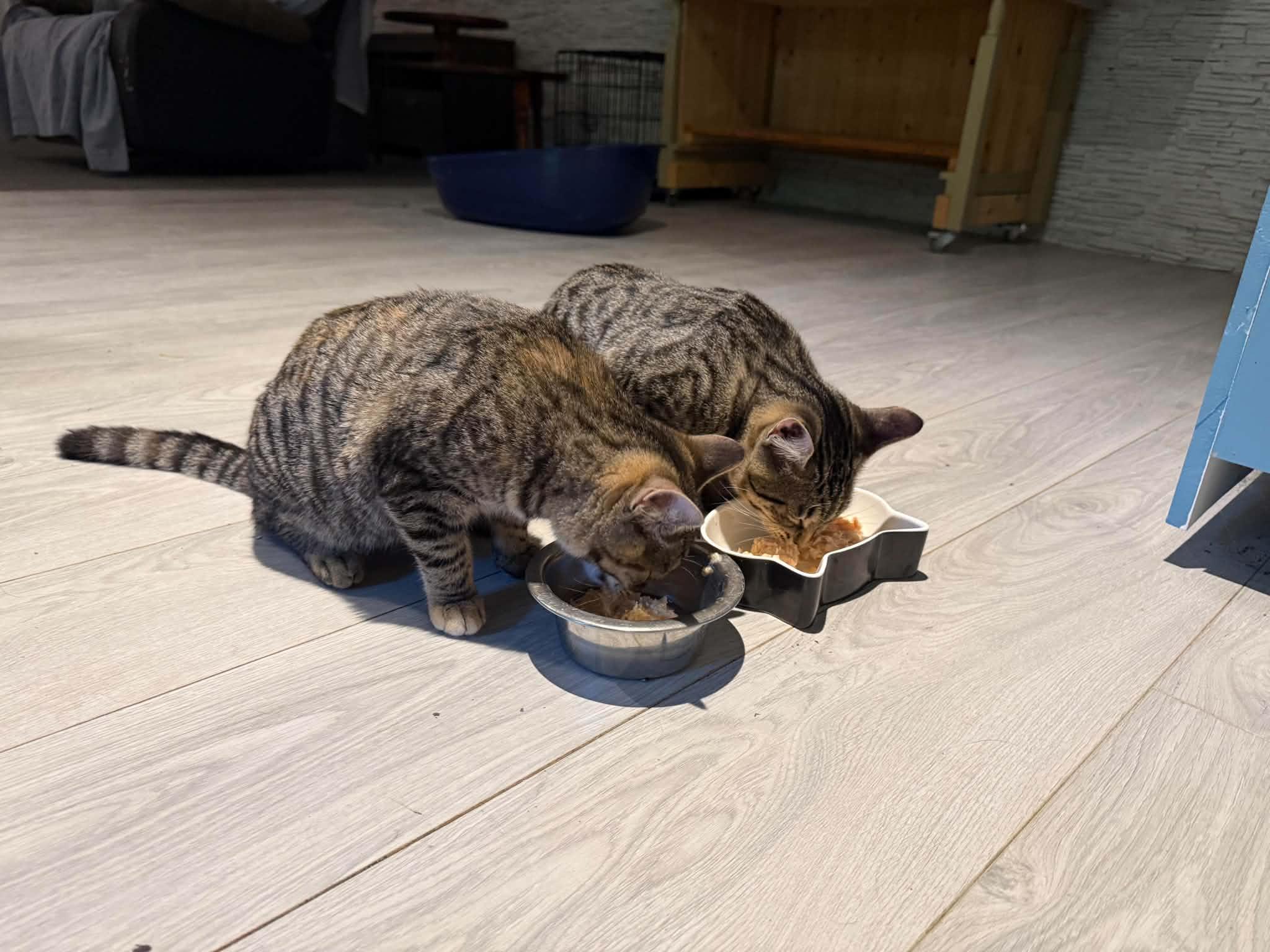 Minnie & MIckey, a ADOPTABLE mixed breed in St-Valerien, QC image 3/5