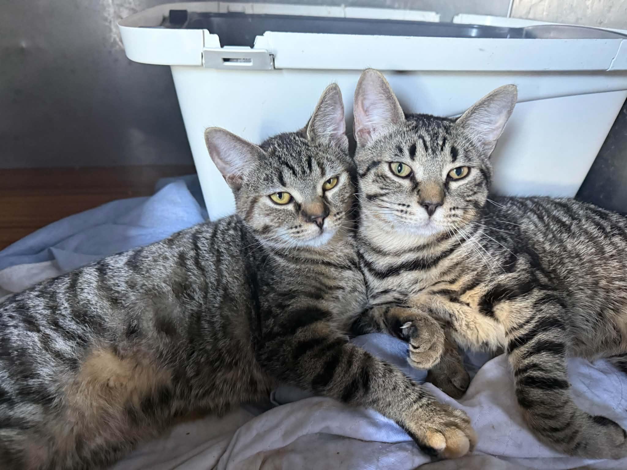 Minnie & MIckey, a ADOPTABLE mixed breed in St-Valerien, QC image 1/5