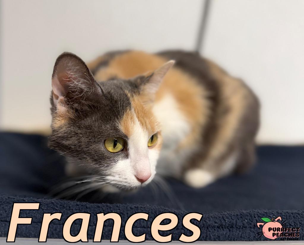 Frances, Adoptable, Adult Female Domestic Long Hair.