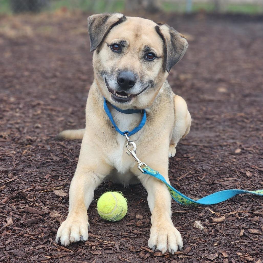 Enlarge Crom, a Adoptable mixed breed in Champaign, IL image 2/5