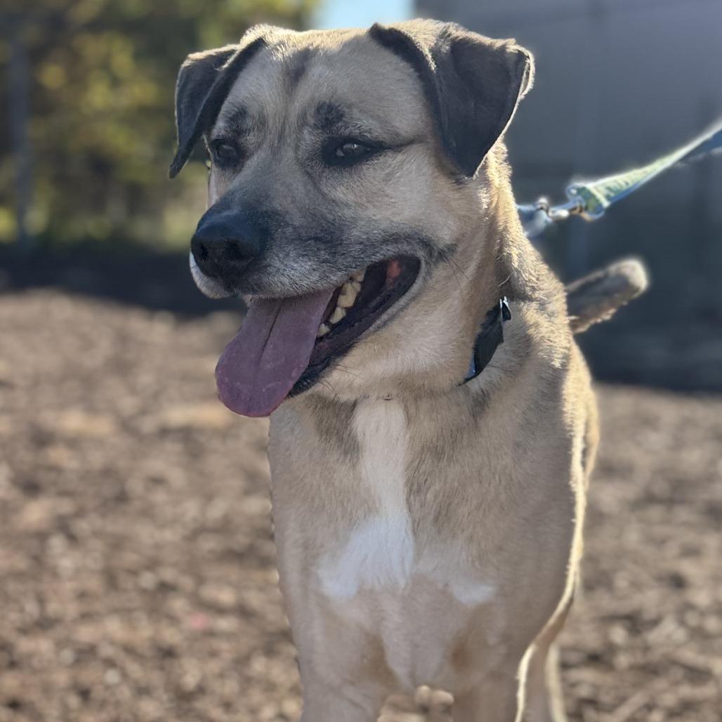 Enlarge Crom, a Adoptable mixed breed in Champaign, IL image 3/5