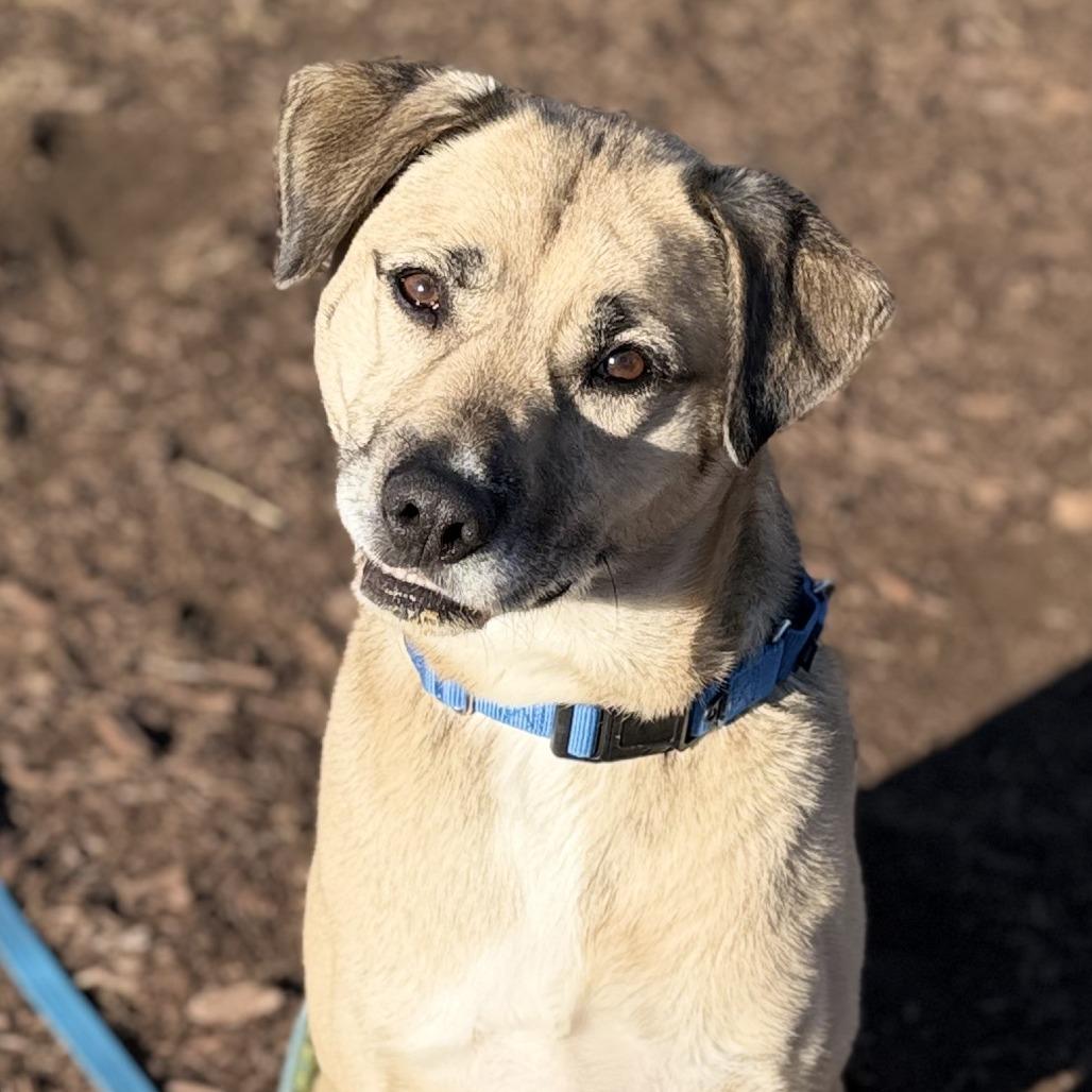 Enlarge Crom, a Adoptable mixed breed in Champaign, IL image 4/5