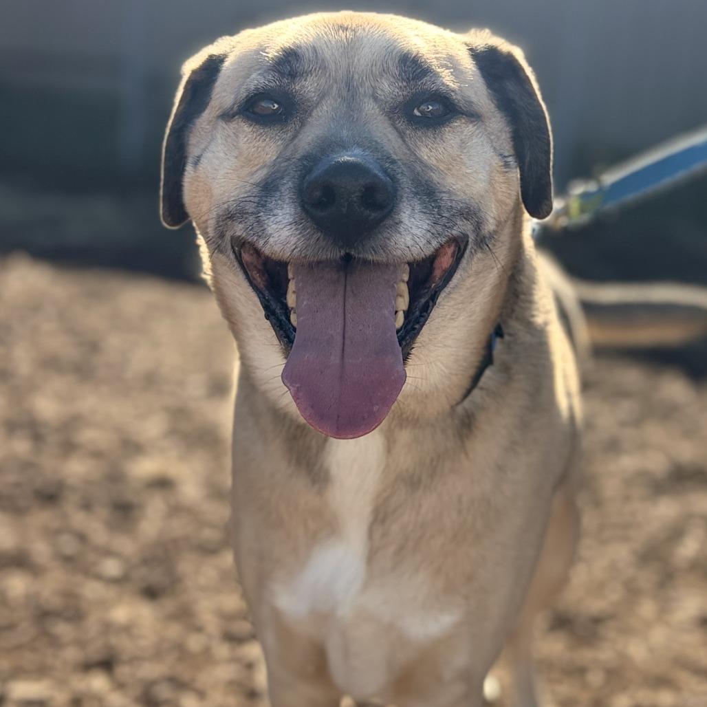 Enlarge Crom, a Adoptable mixed breed in Champaign, IL image 5/5