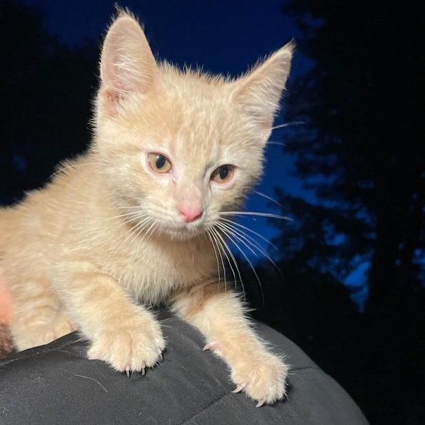 Enlarge Patrick, an adopted Domestic Short Hair in Black River Falls, WI image 1/1