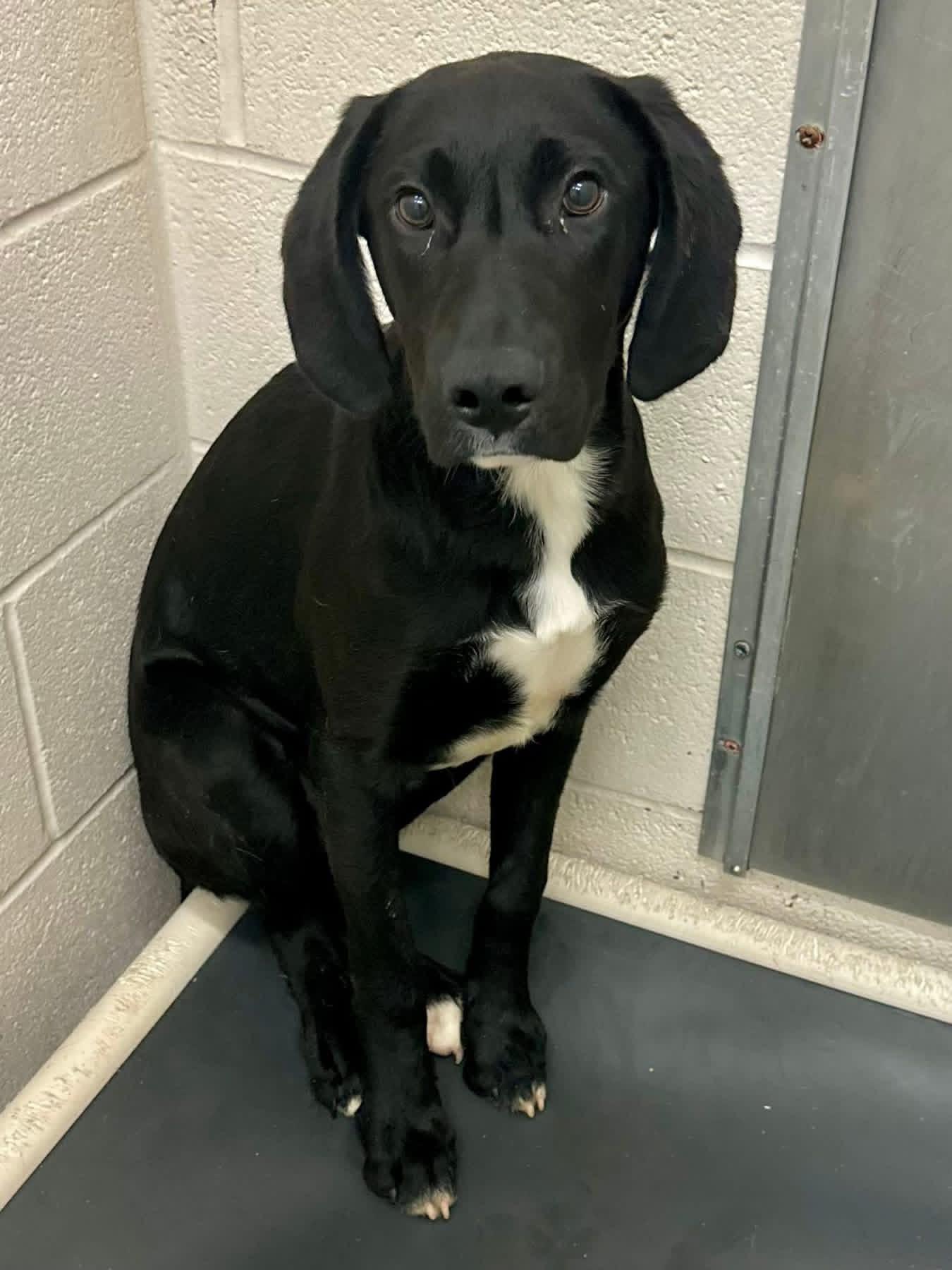 Itty, ADOPTABLE, Young Male Black Labrador Retriever.