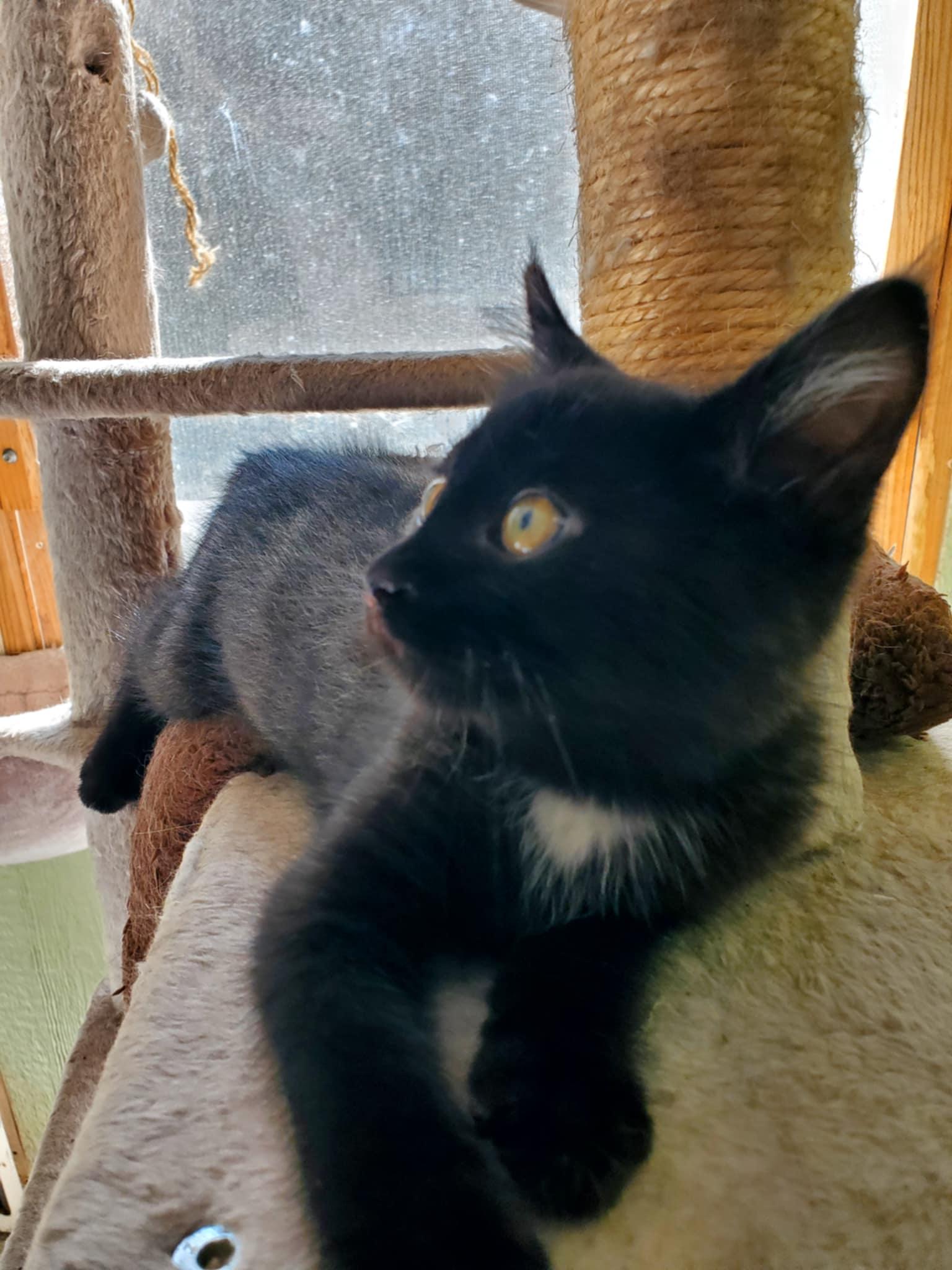 Huey