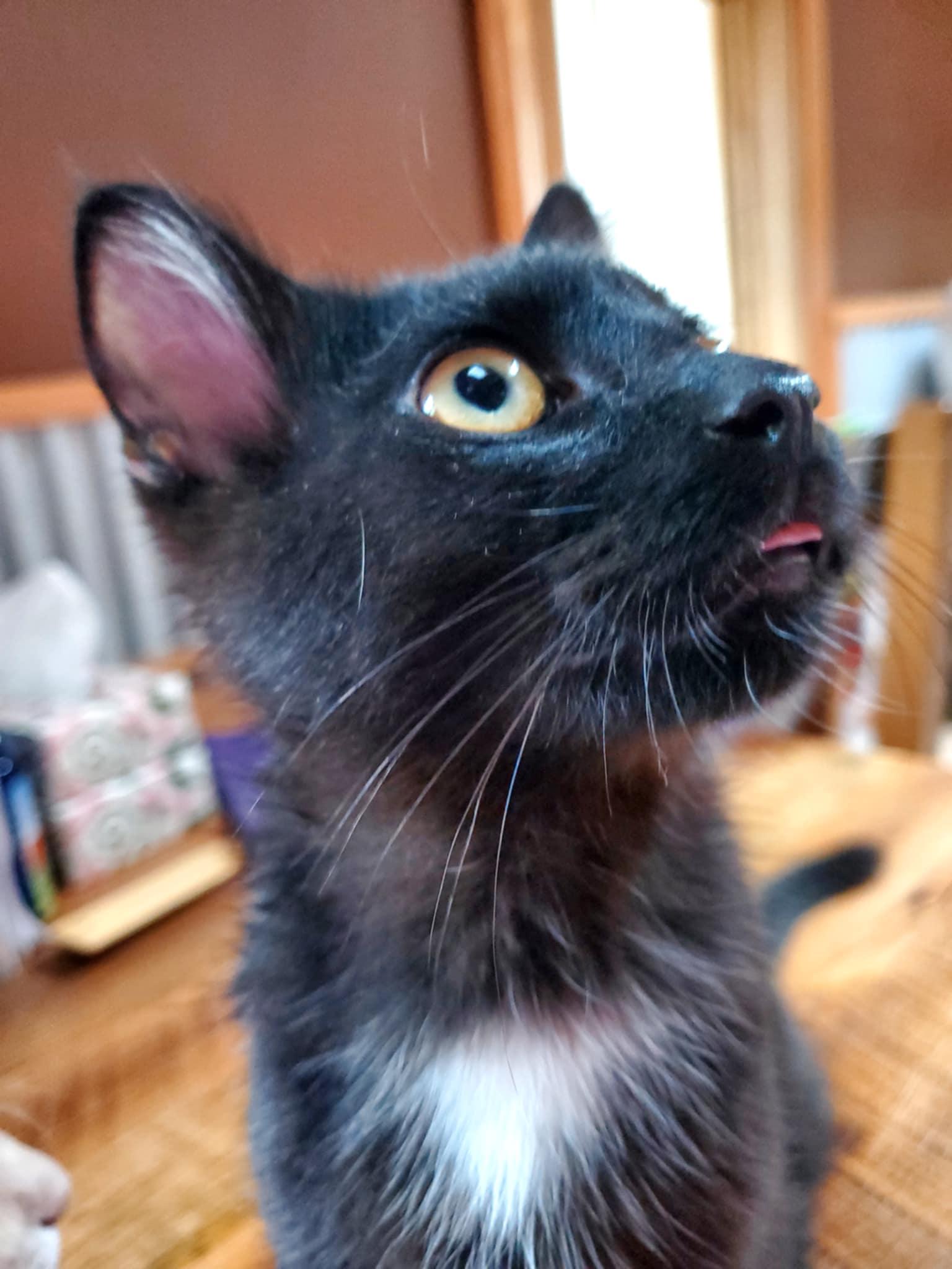 Huey, an adoptable Domestic Short Hair in Manhattan, KS, 66505 | Photo Image 2