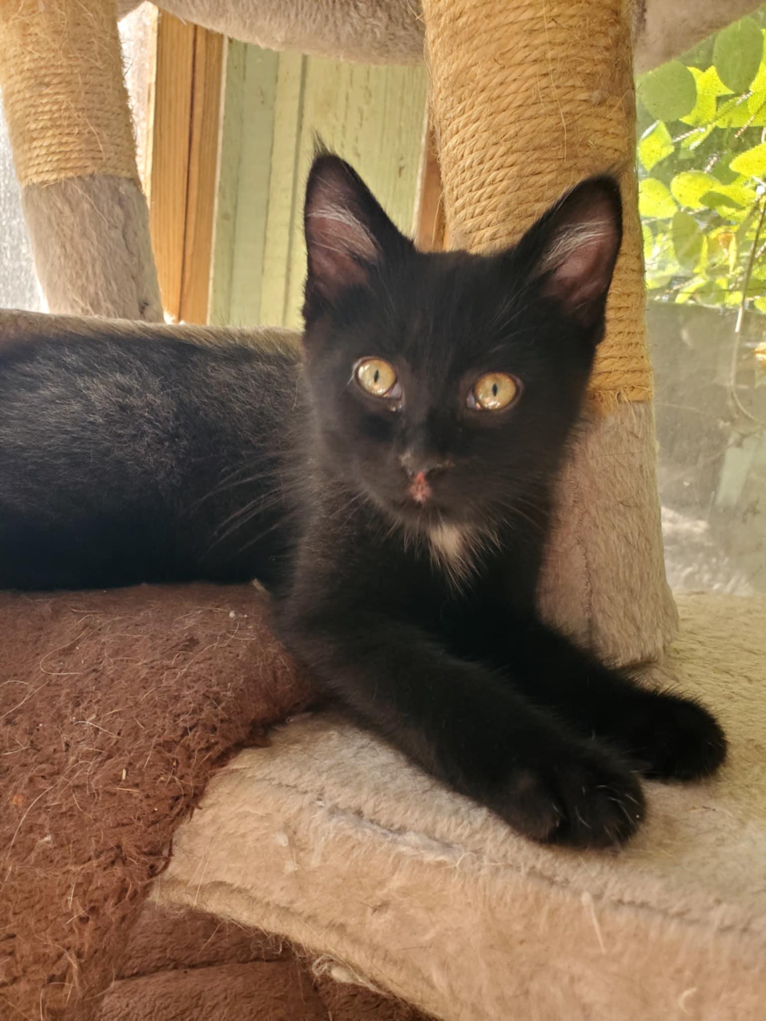 Huey, an adoptable Domestic Short Hair in Manhattan, KS, 66505 | Photo Image 3