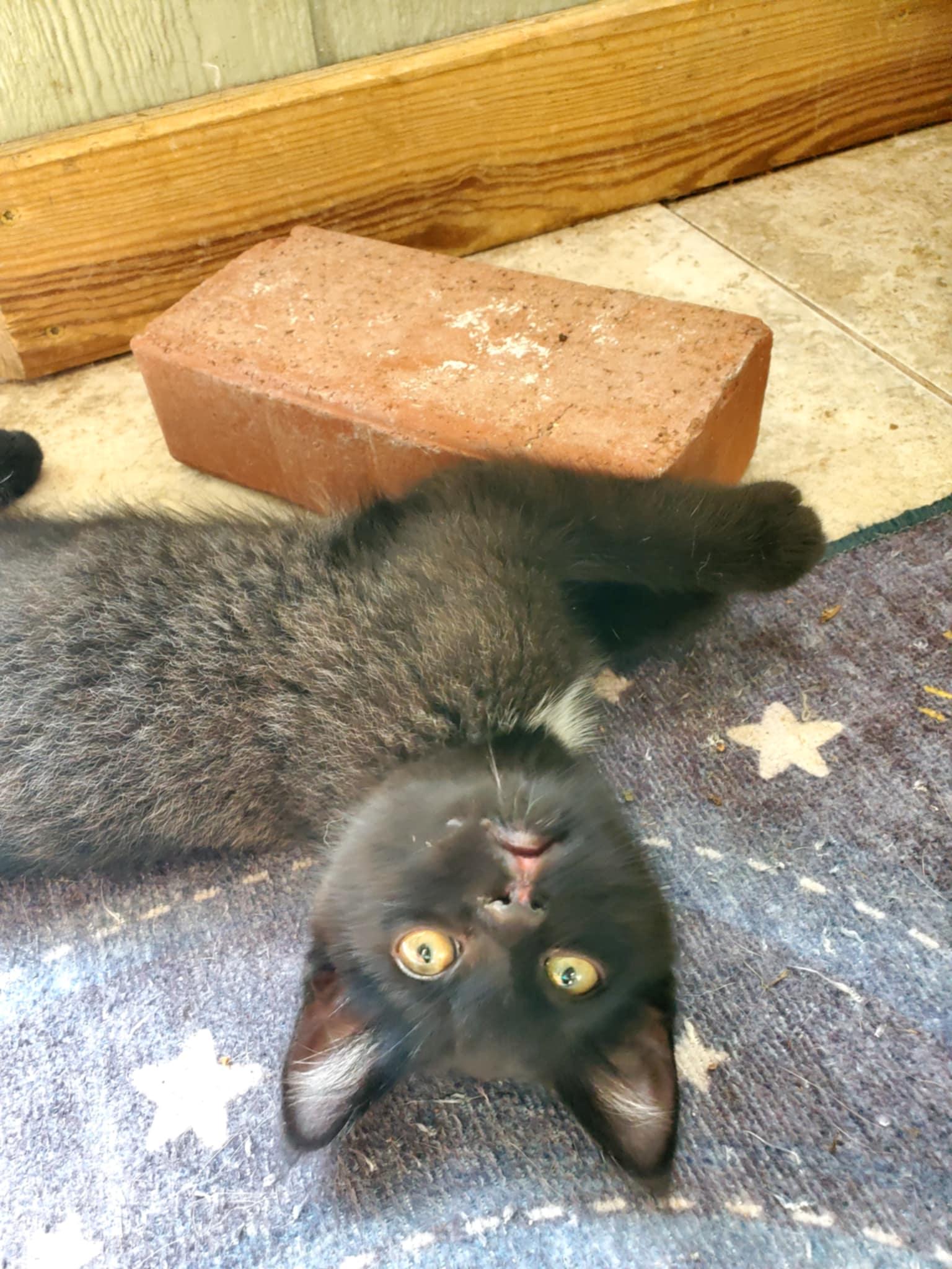 Huey, an adoptable Domestic Short Hair in Manhattan, KS, 66505 | Photo Image 5