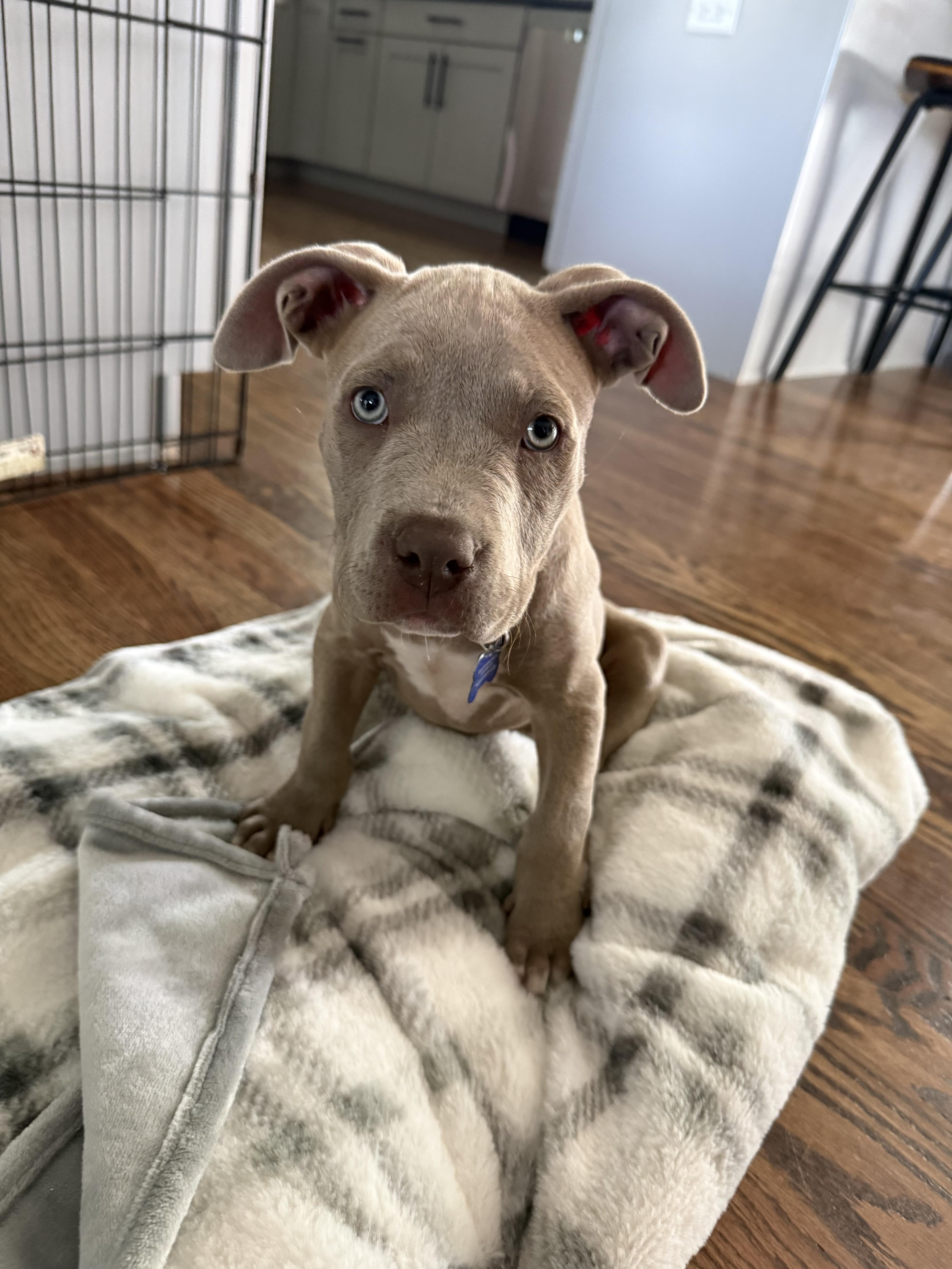 Enlarge Leah, a ADOPTABLE mixed breed in Fort Collins, CO image 5/6