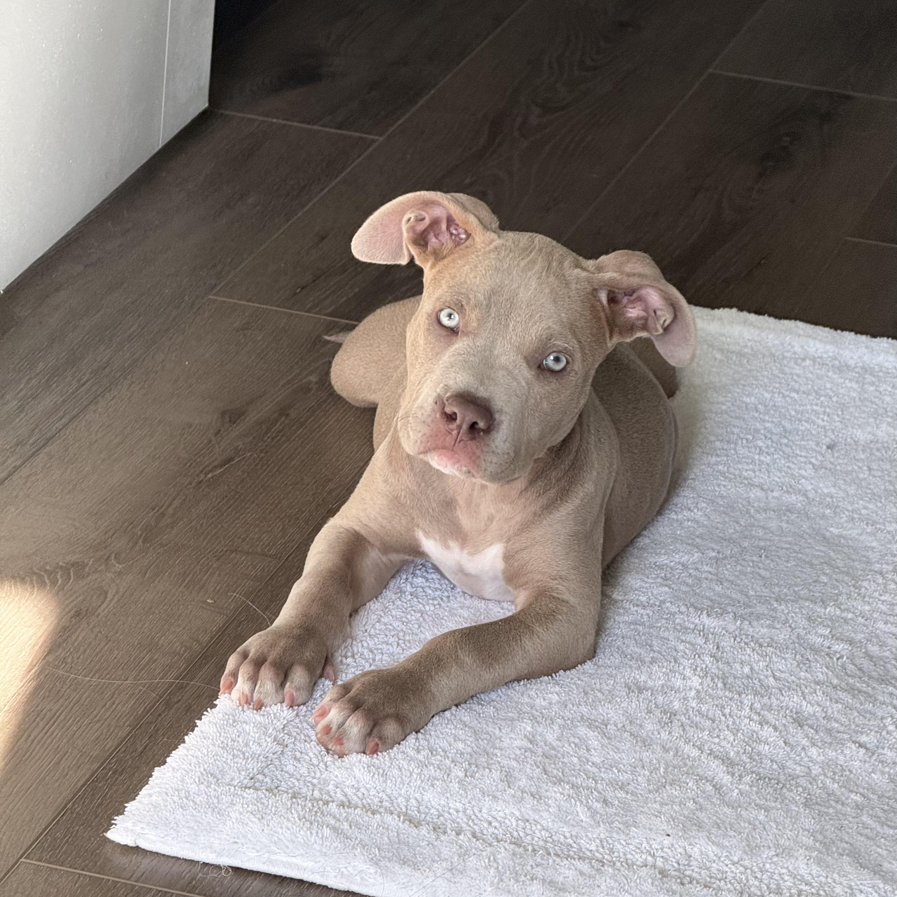 Leah, ADOPTABLE, Puppy Female Staffordshire Bull Terrier.