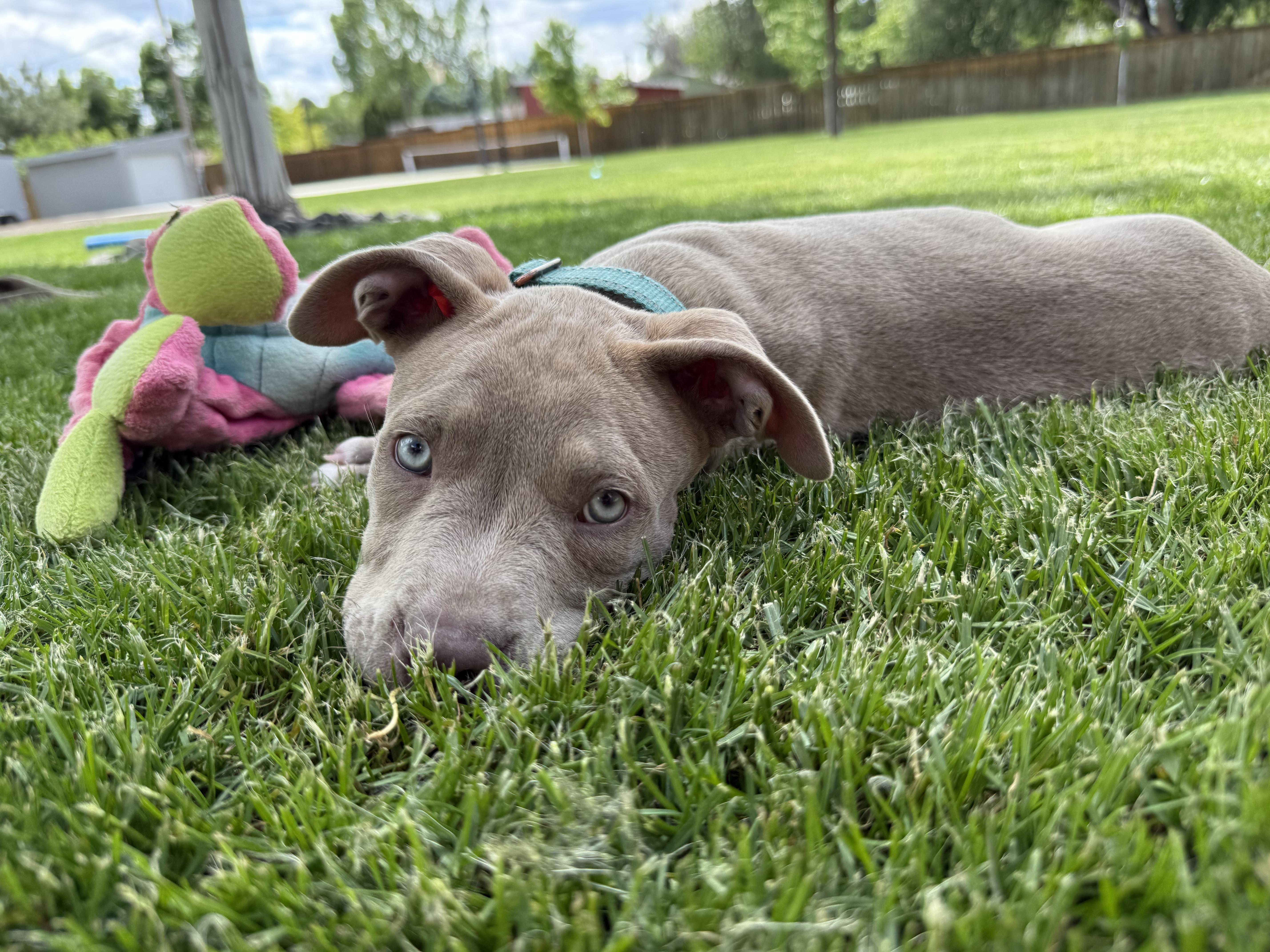 Enlarge Leah, a ADOPTABLE mixed breed in Fort Collins, CO image 4/6