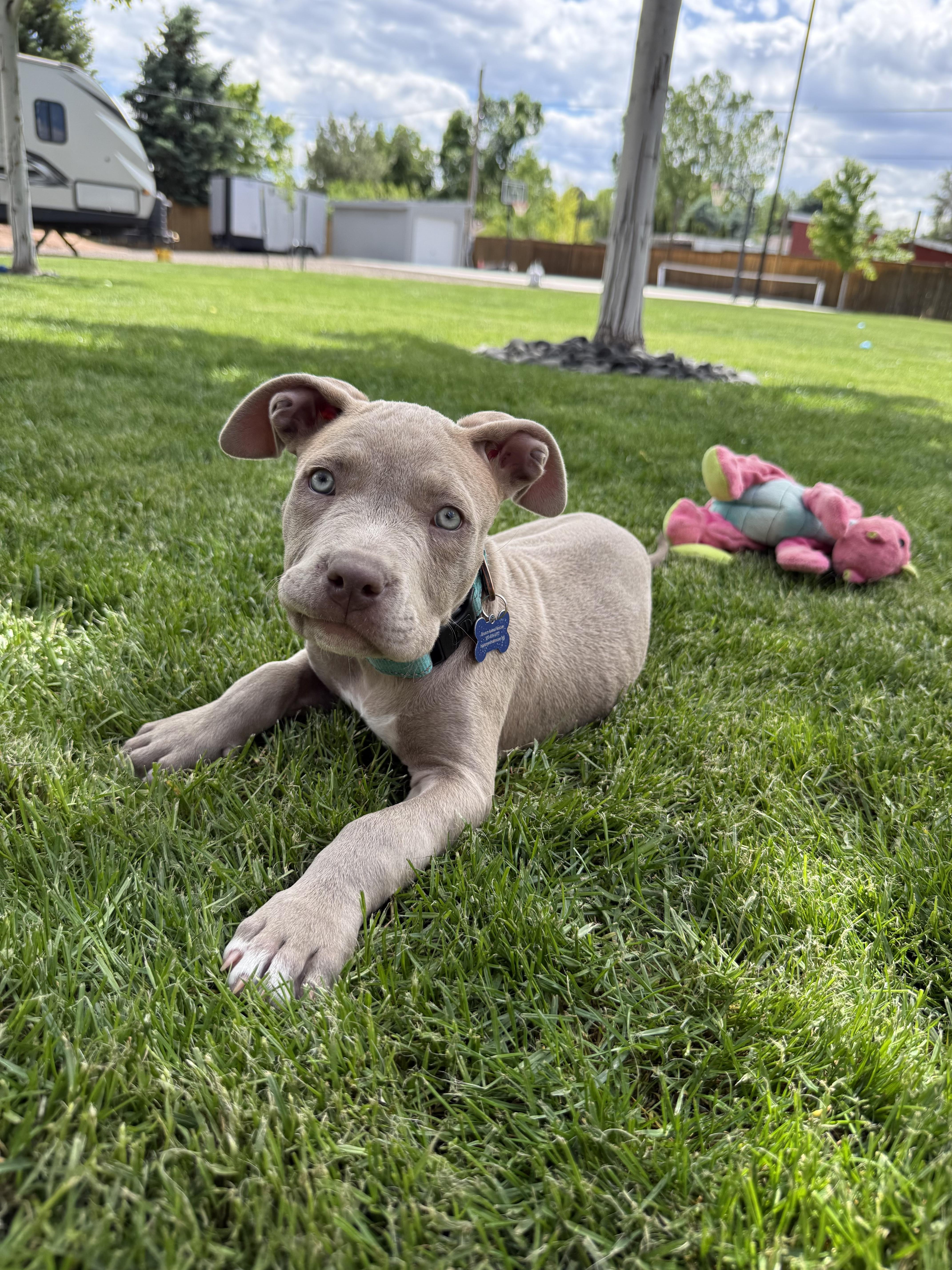 Enlarge Leah, a ADOPTABLE mixed breed in Fort Collins, CO image 2/6