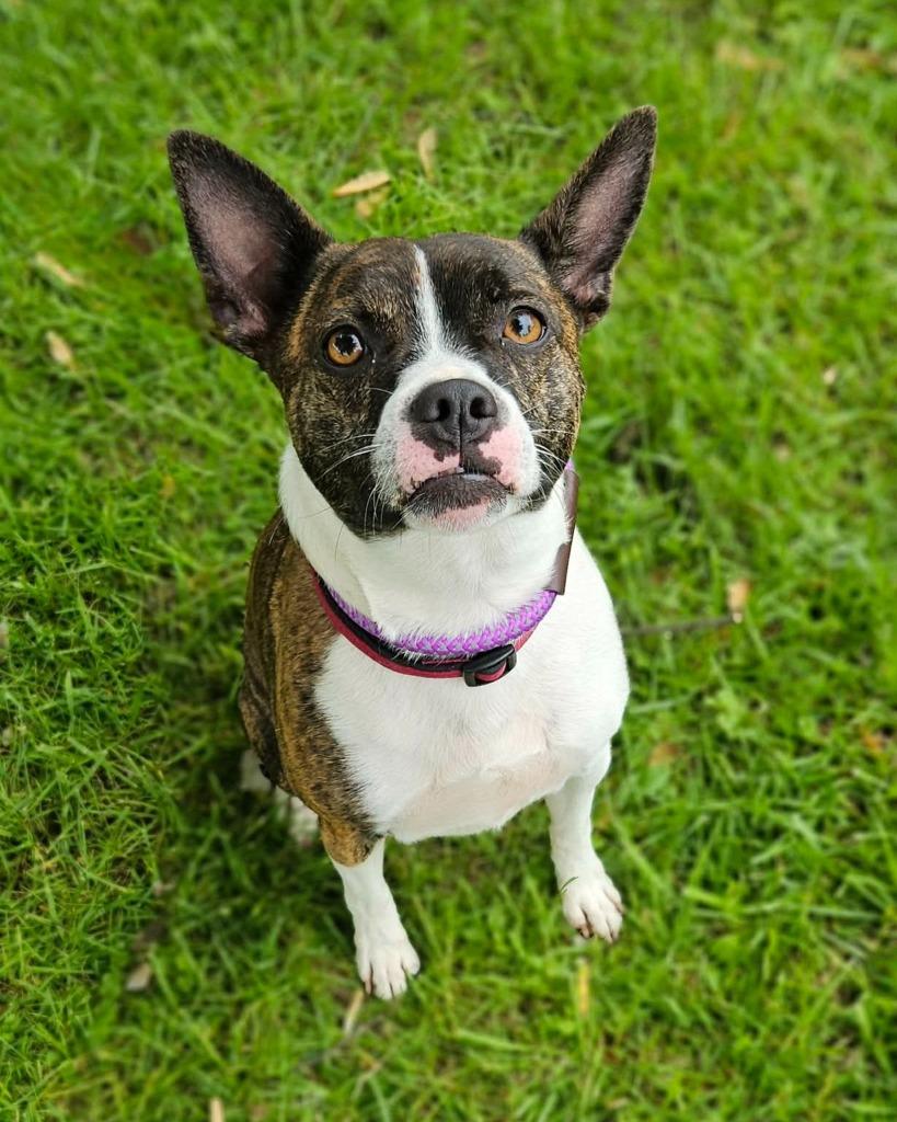 Enlarge Darla, a Adoptable mixed breed in Warren, MI image 1/5