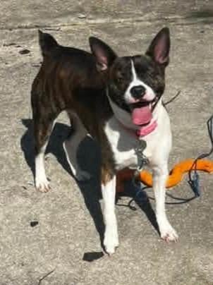 Enlarge Darla, a Adoptable mixed breed in Warren, MI image 2/5
