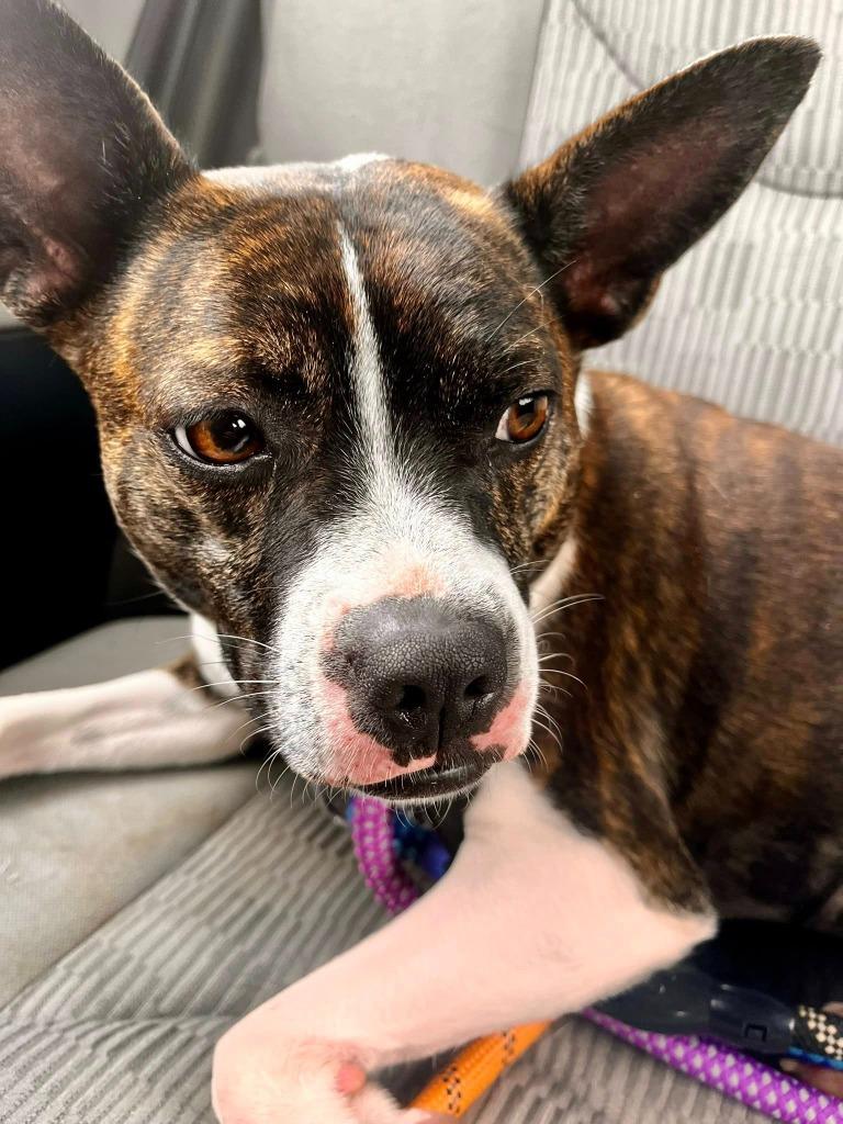 Enlarge Darla, a Adoptable mixed breed in Warren, MI image 3/5