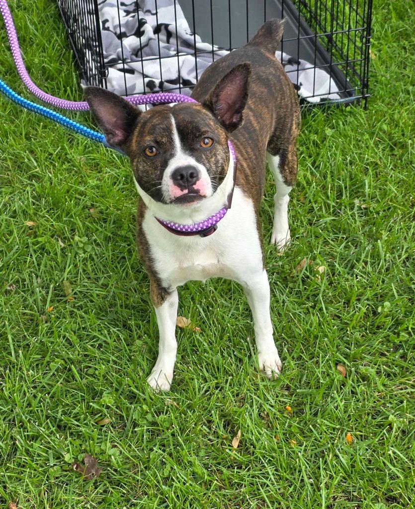 Enlarge Darla, a Adoptable mixed breed in Warren, MI image 4/5