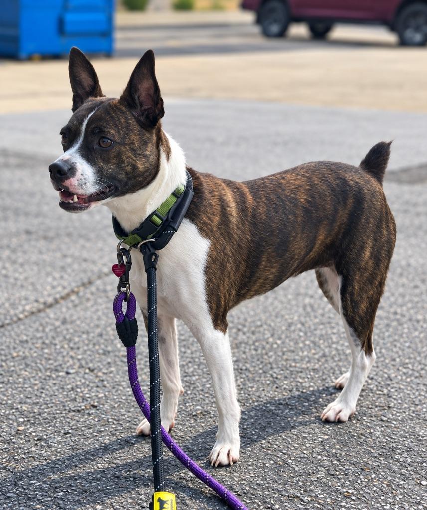 Enlarge Darla, a Adoptable mixed breed in Warren, MI image 5/6