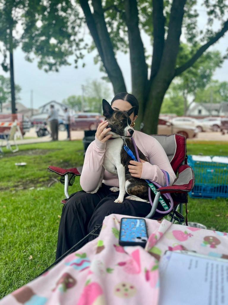 Enlarge Darla, a Adoptable mixed breed in Warren, MI image 5/5