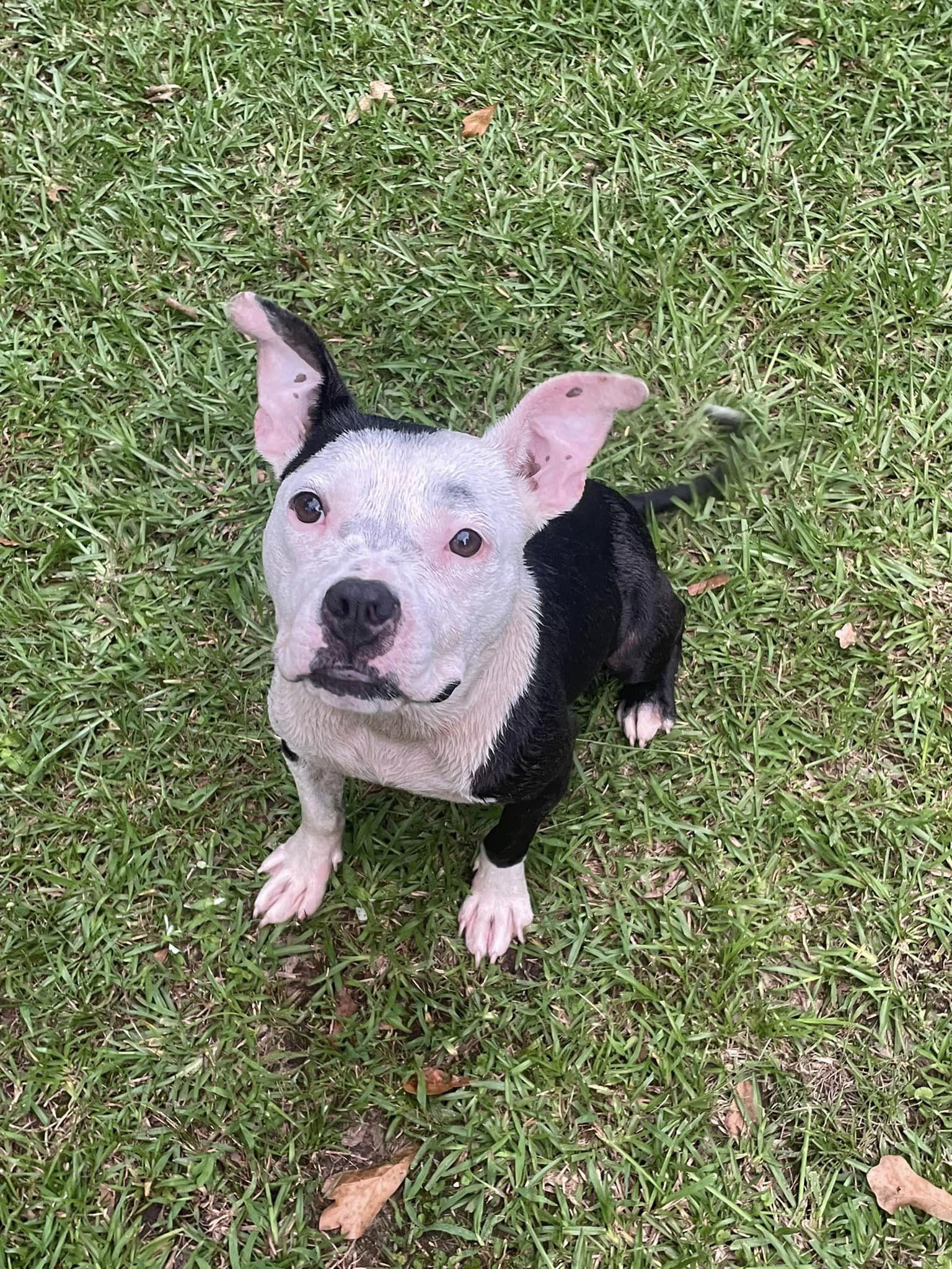 Gelato, Adoptable, Adult Female Mixed Breed.