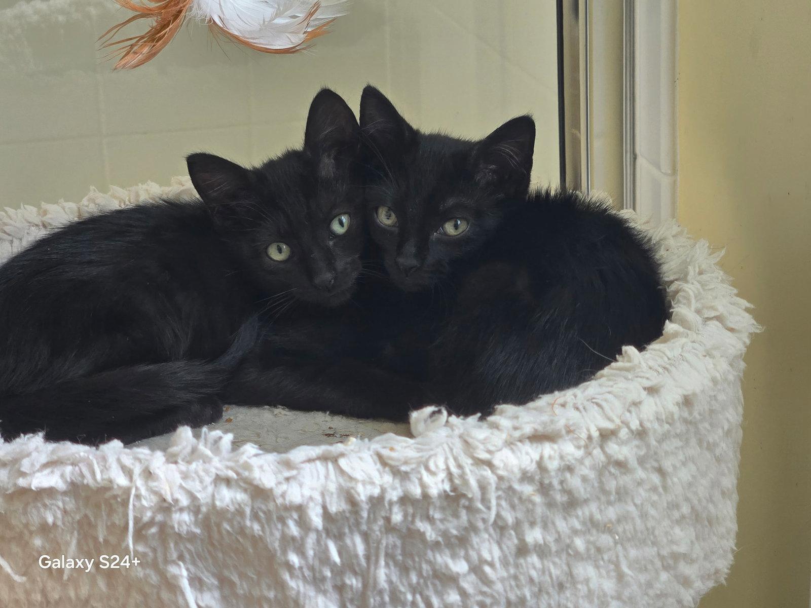 Marty, a Adopted Domestic Medium Hair in Fort Myers, FL image 2/2