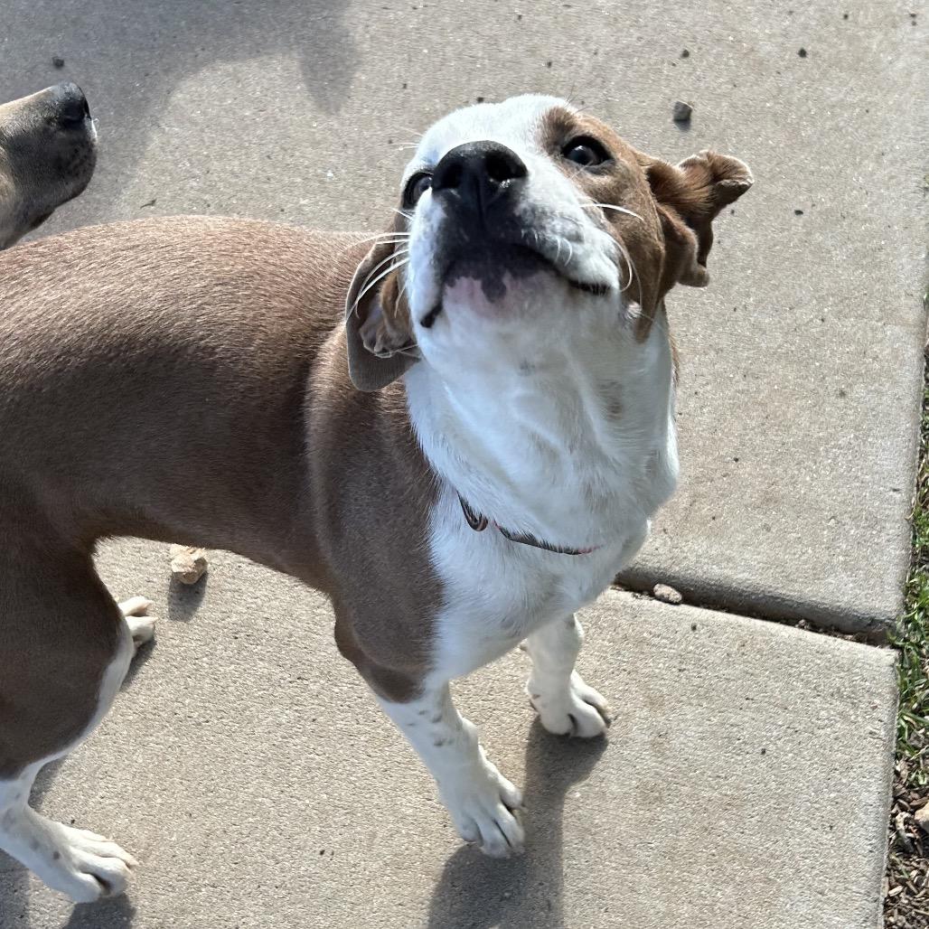 Nirvana - Sweet Girl With A Pretty Face!, a Adoptable Mixed Breed in Flagstaff, AZ image 1/6